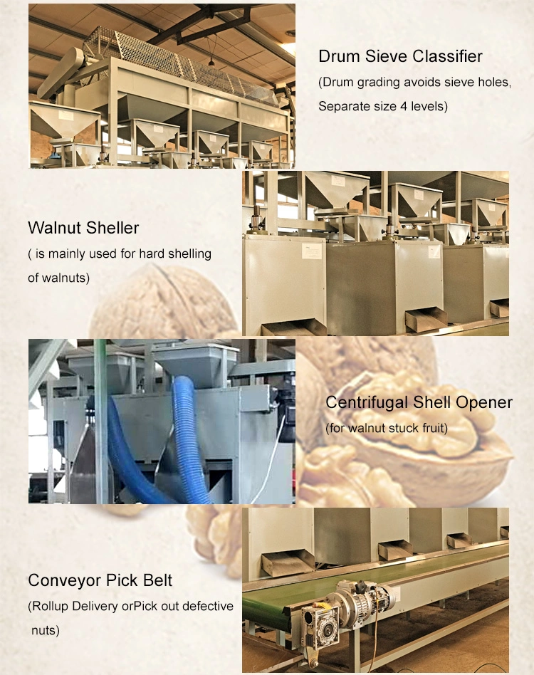 Automatic Black Walnut Cracker Nut Crusher Shell and Kernel Separator Machine