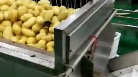 Pelapatate automatico per frutta e verdura da 1200 kg / h