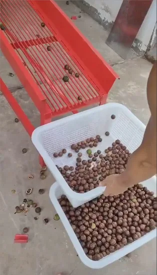 Fornitura di fabbrica Sgusciatrice automatica da 5000 kg / h per la lavorazione delle noci di macadamia verdi