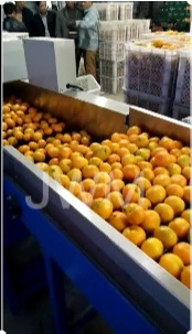 Selezionatrice automatica per frutta, mela, avocado, limone, arancia, pesca